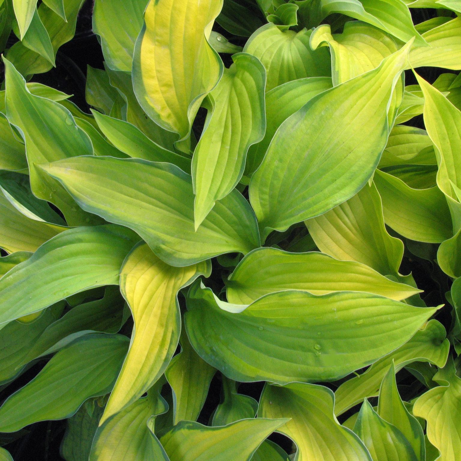 Hosta X Gold Standard - View 13 from www redcrocus com