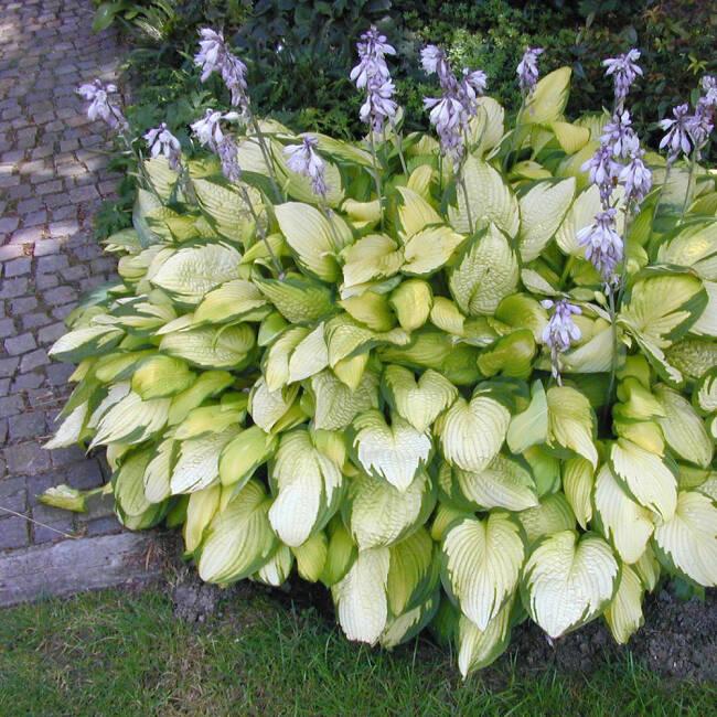 Hosta X Gold Standard - View 14 from www redcrocus com