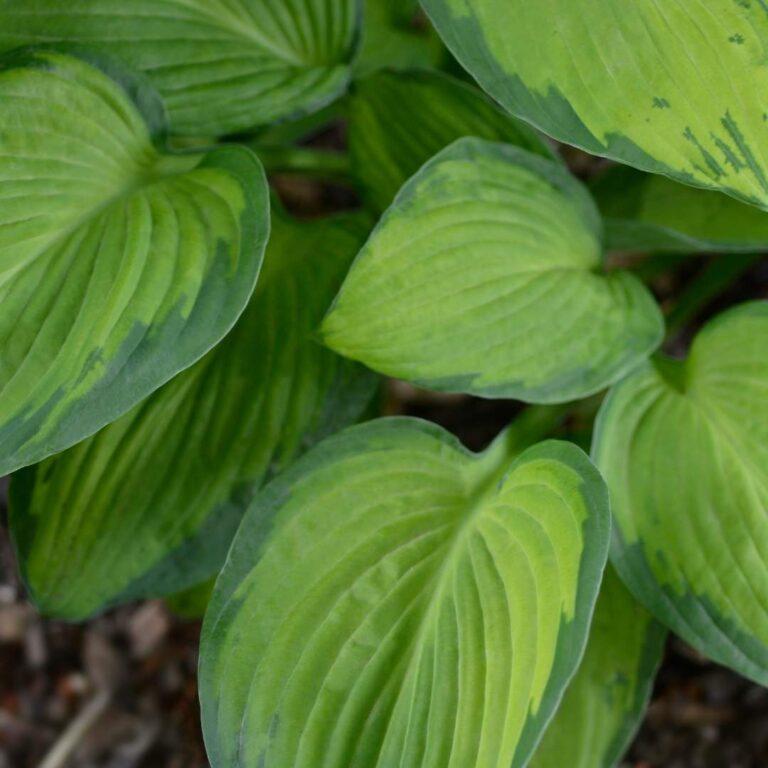 Hosta X Gold Standard - View 17 from www redcrocus com