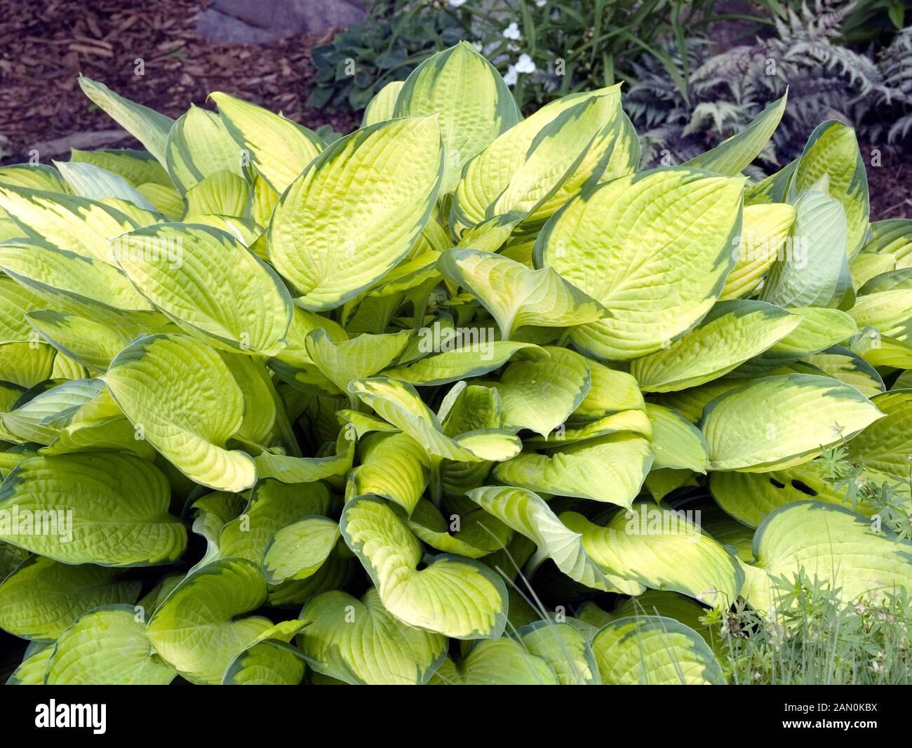 Hosta X Gold Standard - View 18 from www redcrocus com