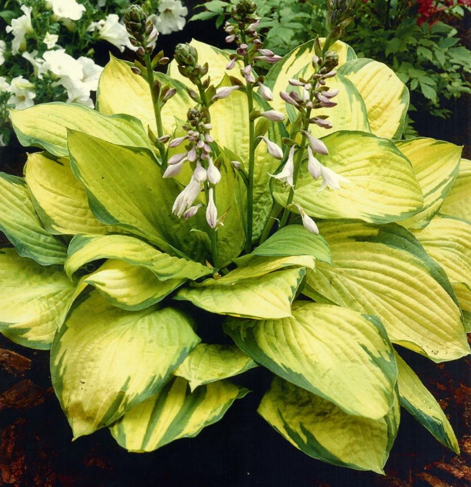Hosta X Gold Standard - View 19 from www redcrocus com
