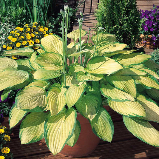 Hosta X Gold Standard - View 1 from www redcrocus com