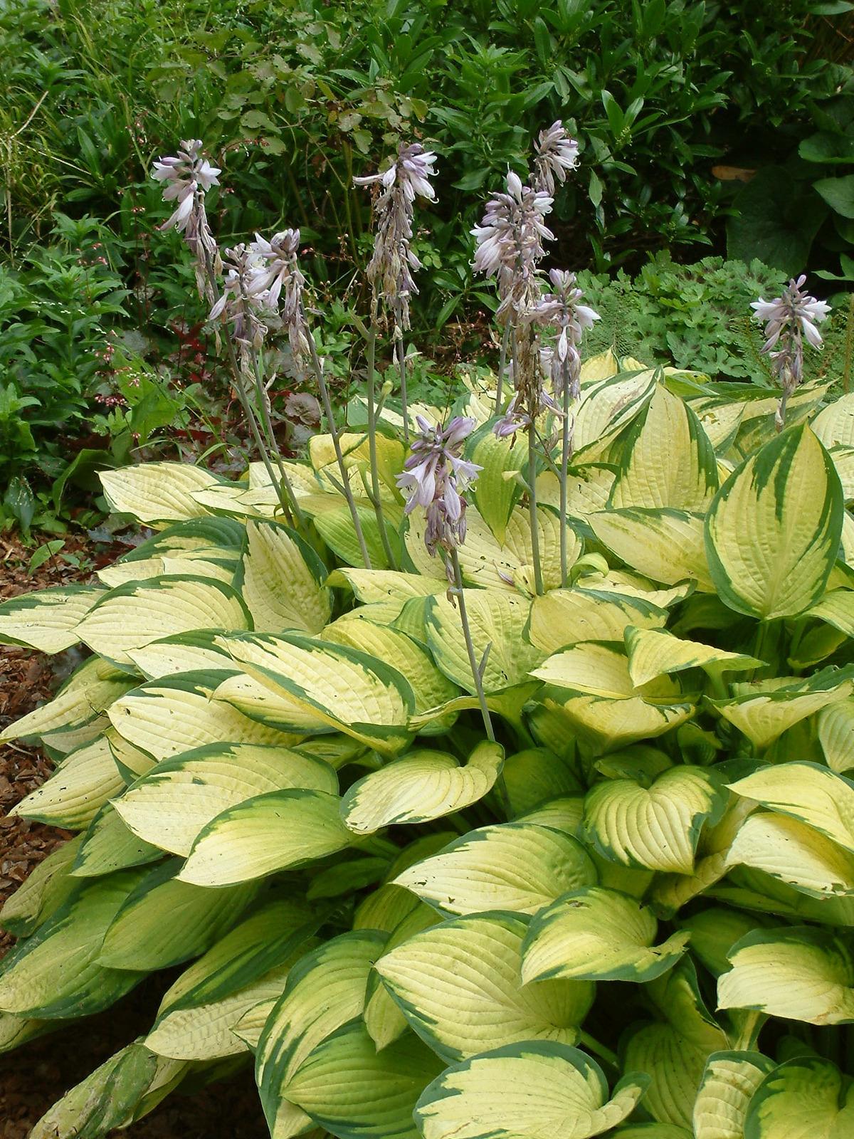 Hosta X Gold Standard - View 2 from www redcrocus com