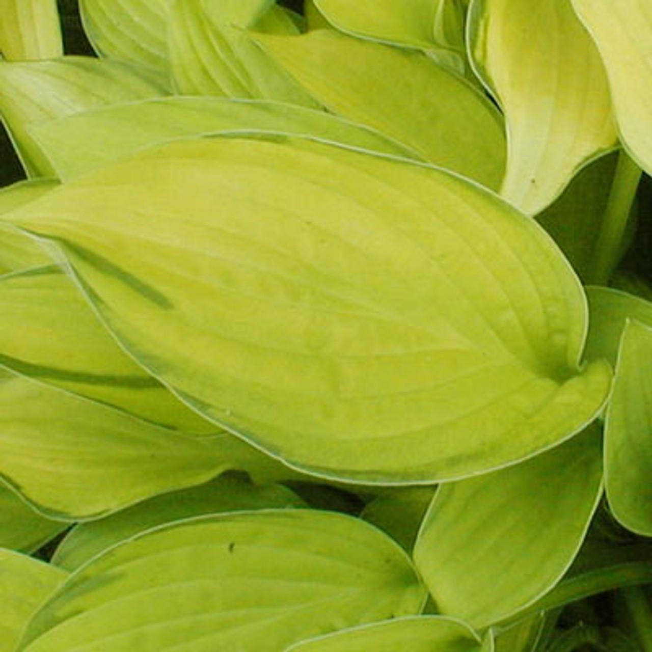 Hosta X Gold Standard - View 6 from www redcrocus com