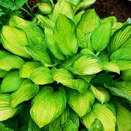 Hosta X Gold Standard - View 8 from www redcrocus com