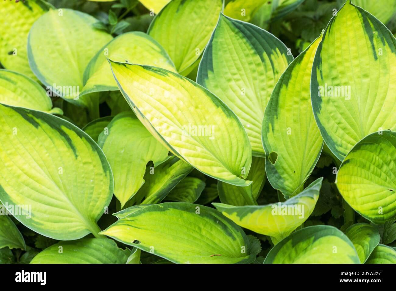 Hosta X Gold Standard - View 9 from www redcrocus com