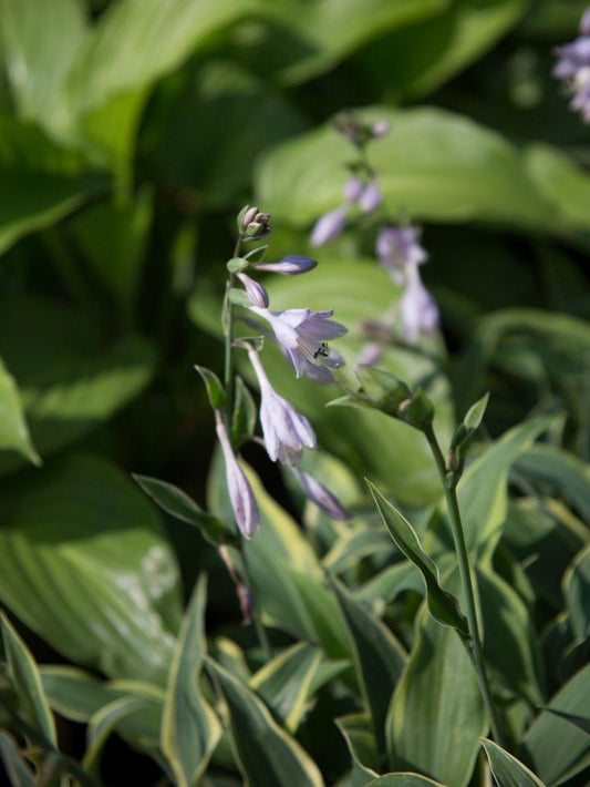 Hosta X Wolverine - View 10 from www redcrocus com