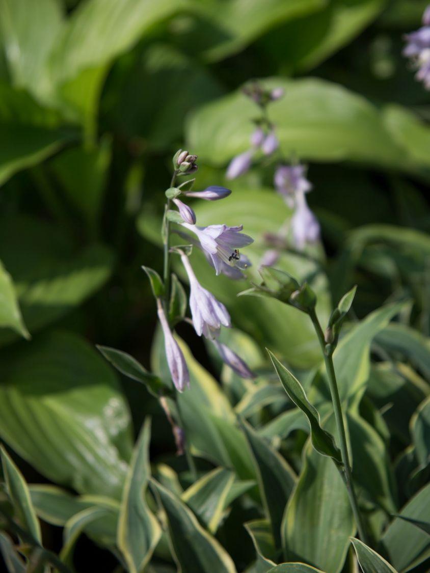Hosta X Wolverine - View 10 from www redcrocus com