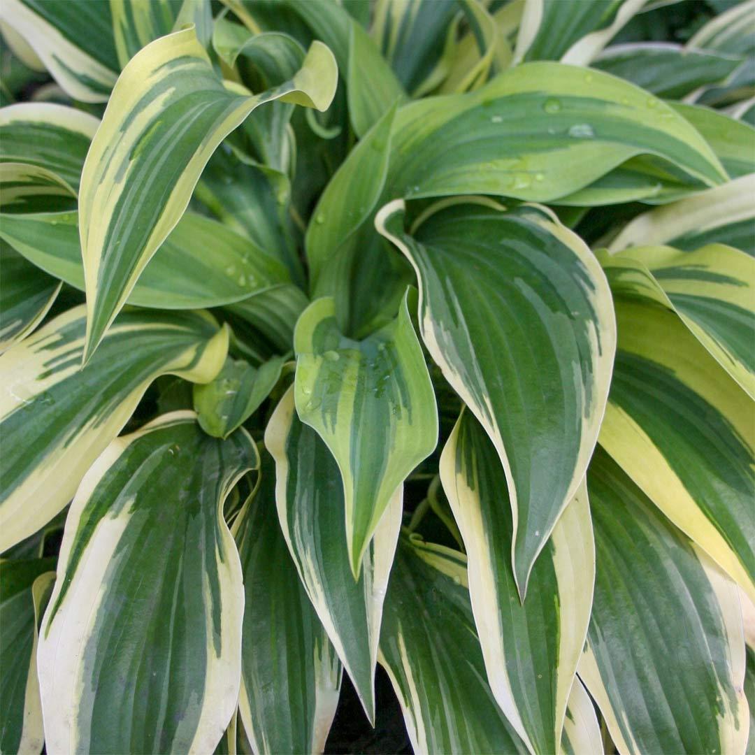 Hosta X Wolverine - View 11 from www redcrocus com