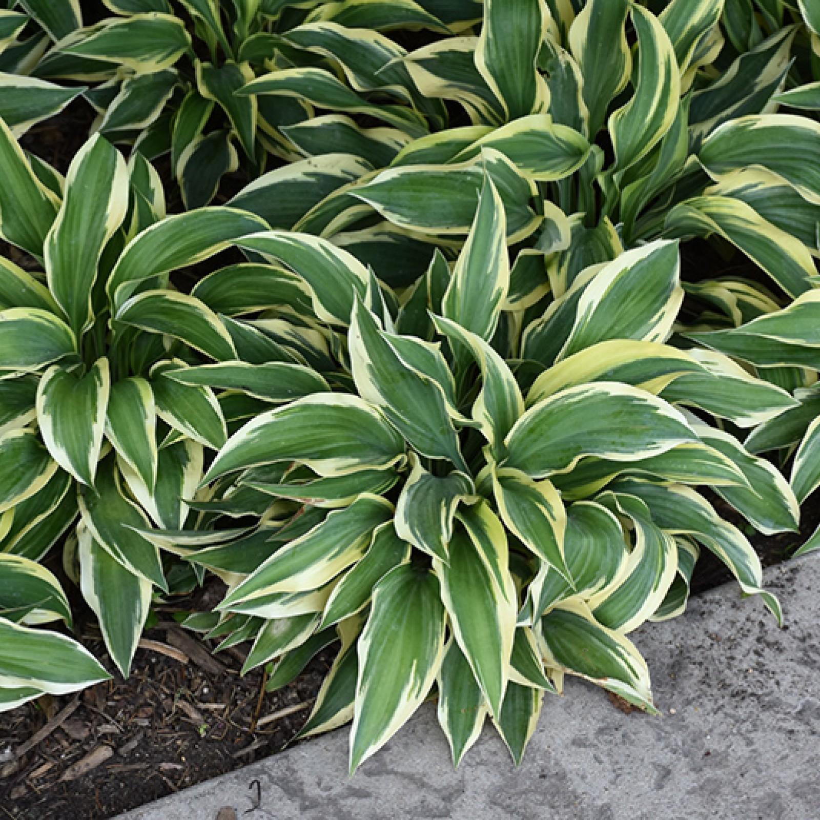 Hosta X Wolverine - View 12 from www redcrocus com