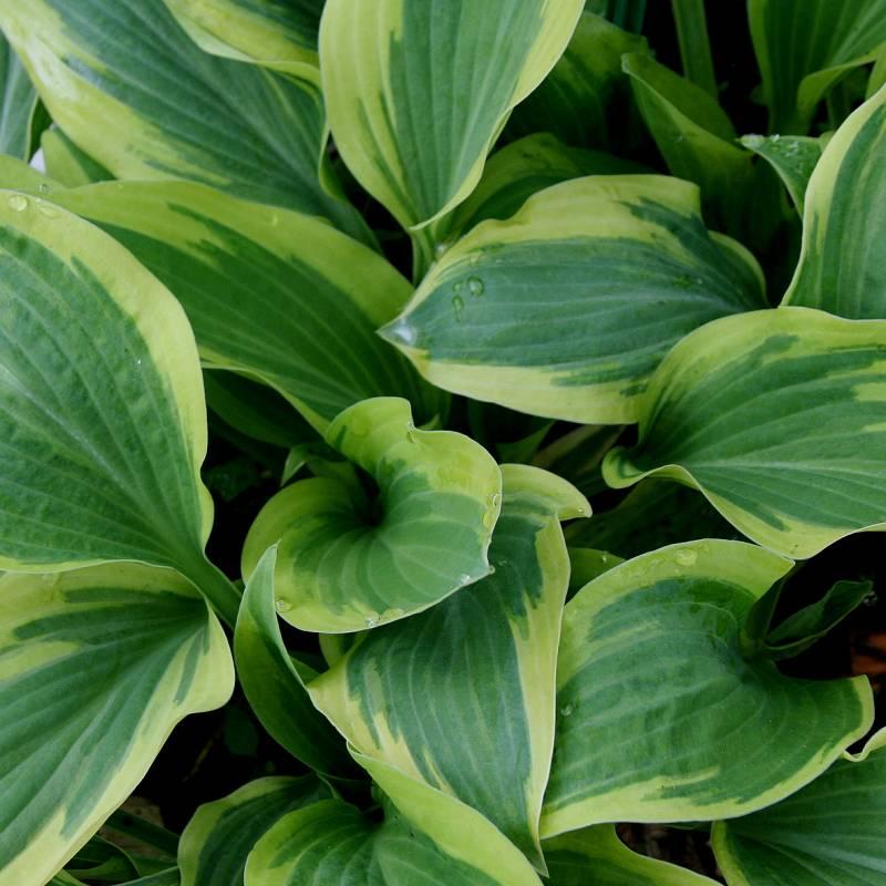 Hosta X Wolverine - View 13 from www redcrocus com