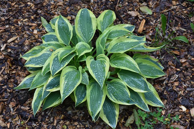 Hosta X Wolverine - View 14 from www redcrocus com