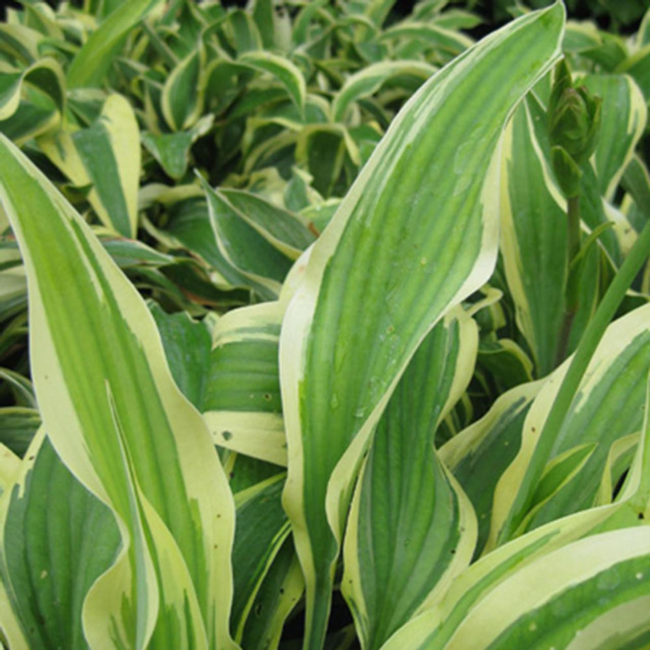 Hosta X Wolverine - View 16 from www redcrocus com