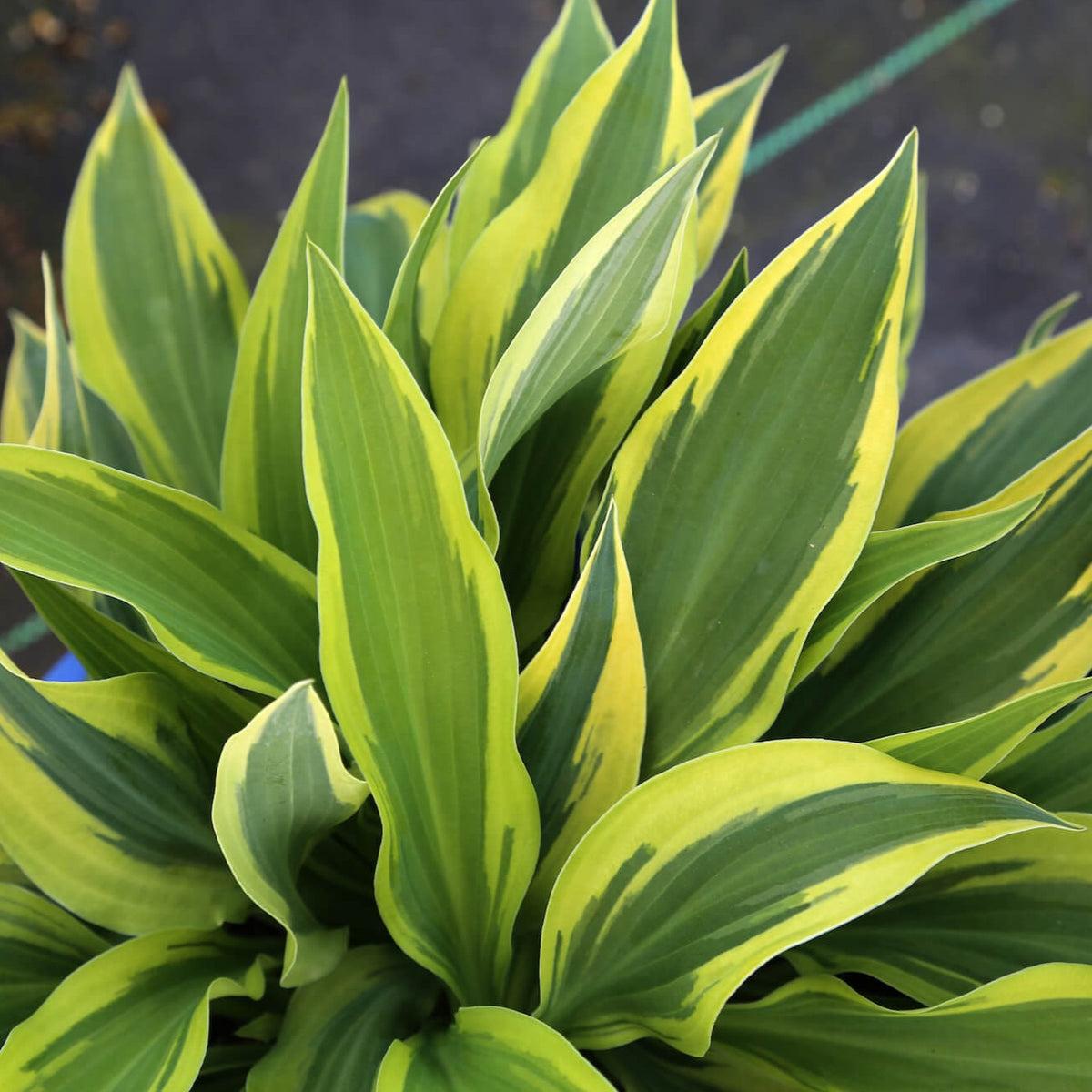 Hosta X Wolverine - View 17 from www redcrocus com
