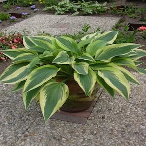 Hosta X Wolverine - View 17 from www redcrocus com