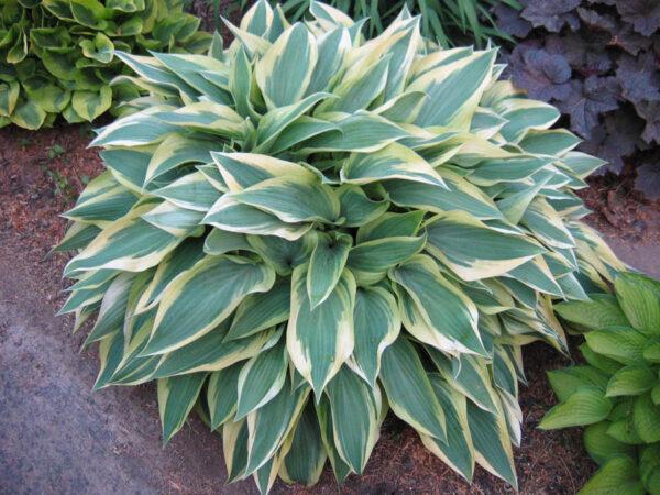 Hosta X Wolverine - View 18 from www redcrocus com