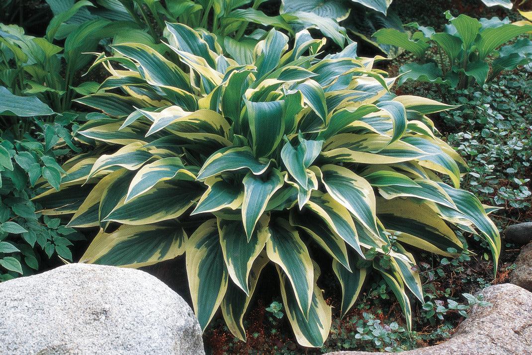 Hosta X Wolverine - View 1 from www redcrocus com
