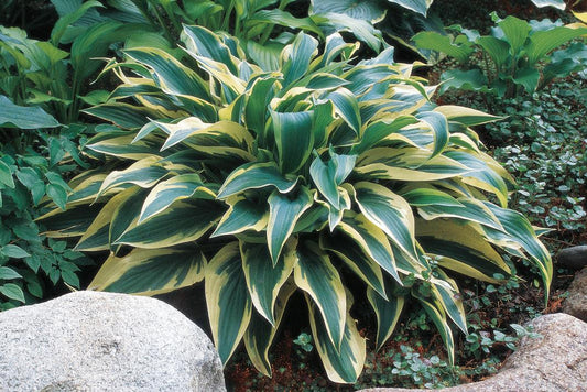 Hosta X Wolverine - View 1 from www redcrocus com
