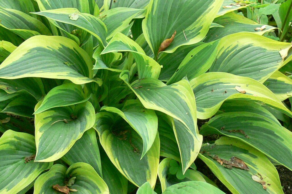 Hosta X Wolverine - View 2 from www redcrocus com
