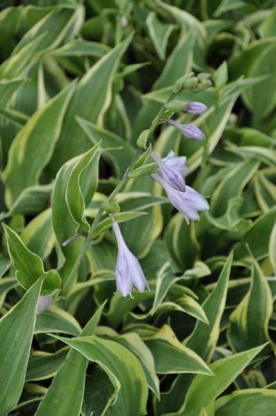 Hosta X Wolverine - View 3 from www redcrocus com