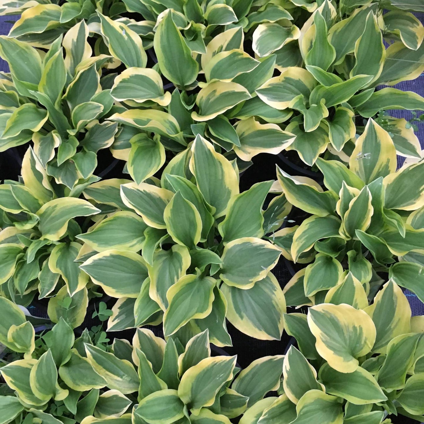 Hosta X Wolverine - View 4 from www redcrocus com