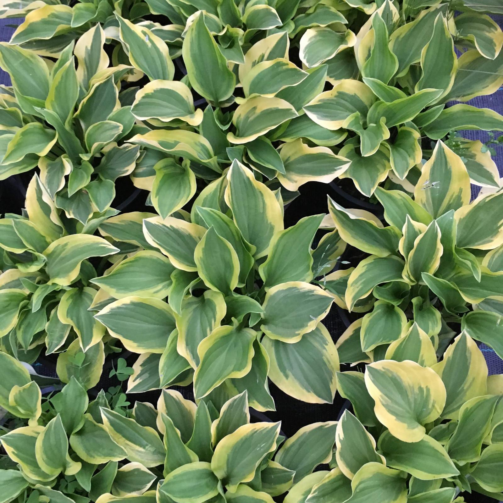 Hosta X Wolverine - View 4 from www redcrocus com