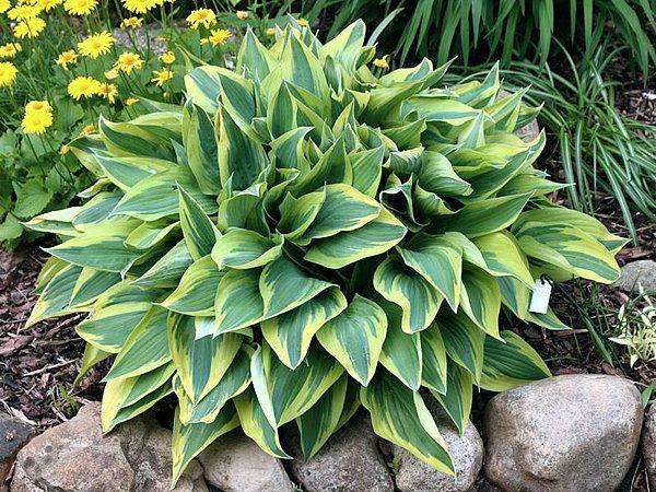 Hosta X Wolverine - View 5 from www redcrocus com