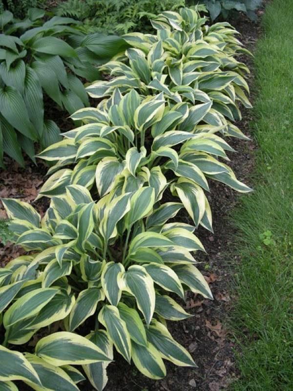 Hosta X Wolverine - View 6 from www redcrocus com