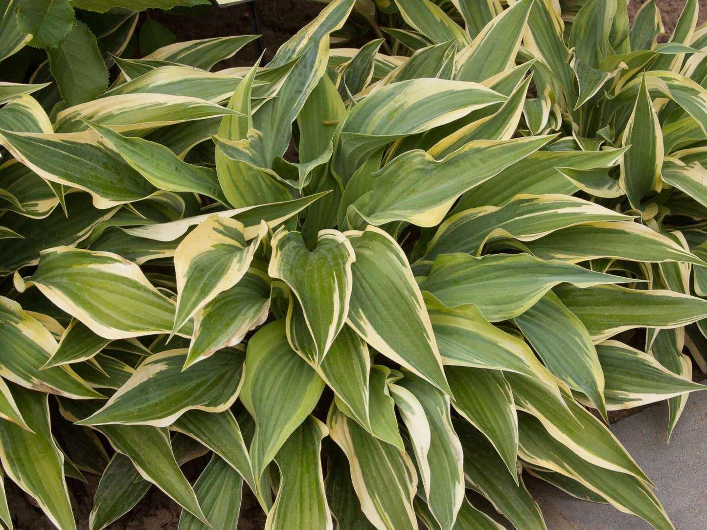 Hosta X Wolverine - View 7 from www redcrocus com