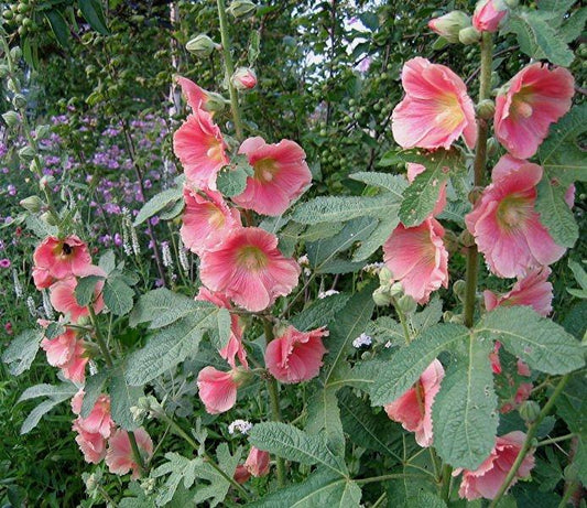 Alcea Ficifolia Las Vegas - View 10 from www redcrocus com