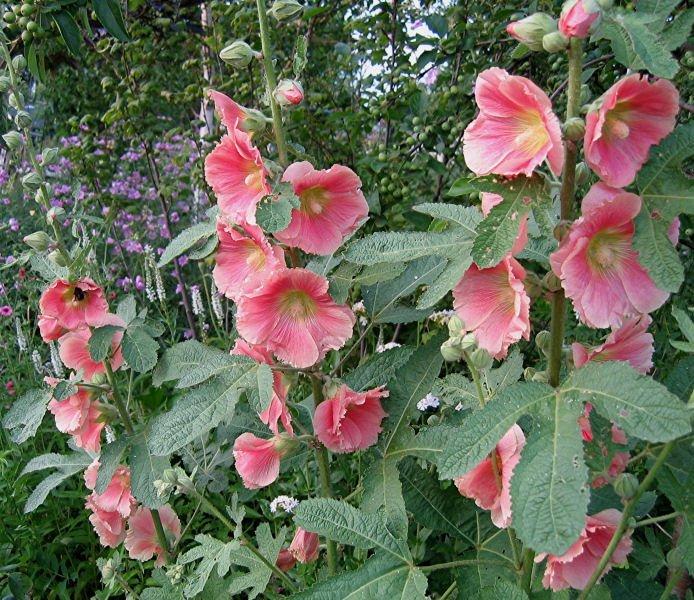 Alcea Ficifolia Las Vegas - View 10 from www redcrocus com