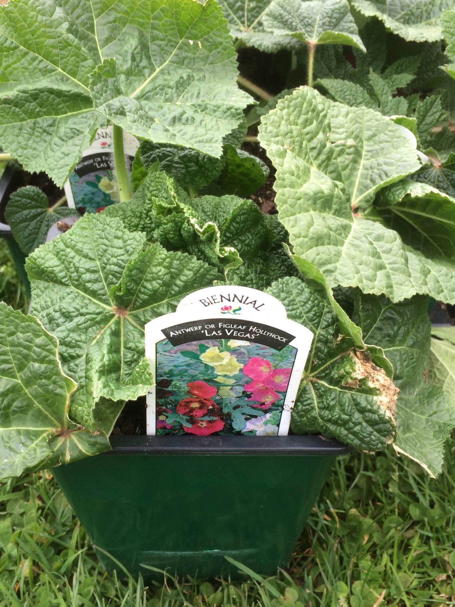 Alcea Ficifolia Las Vegas - View 11 from www redcrocus com