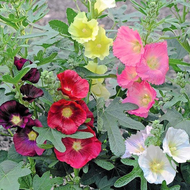 Alcea Ficifolia Las Vegas - View 12 from www redcrocus com