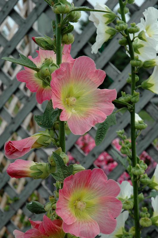 Alcea Ficifolia Las Vegas - View 13 from www redcrocus com