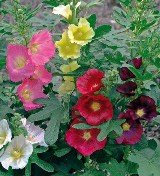 Alcea Ficifolia Las Vegas - View 14 from www redcrocus com