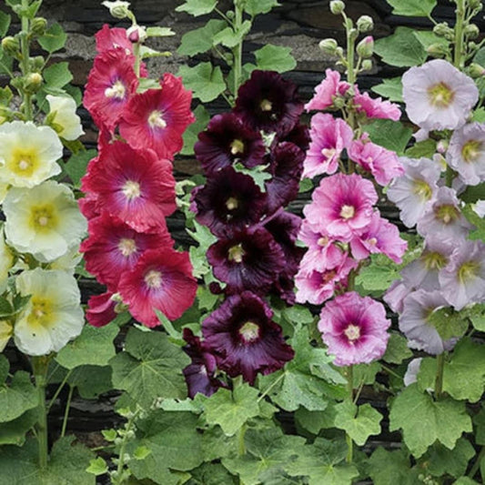 Alcea Ficifolia Las Vegas - View 1 from www redcrocus com
