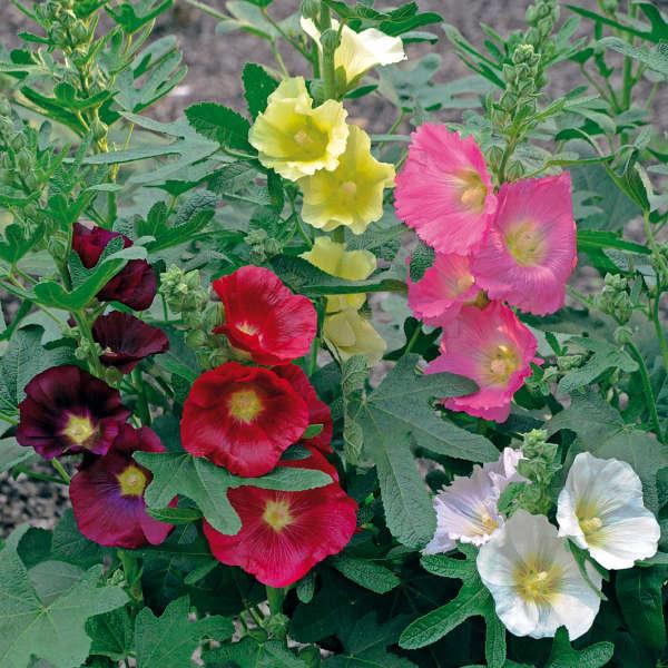 Alcea Ficifolia Las Vegas - View 2 from www redcrocus com
