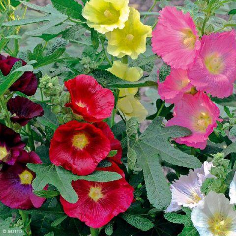 Alcea Ficifolia Las Vegas - View 3 from www redcrocus com