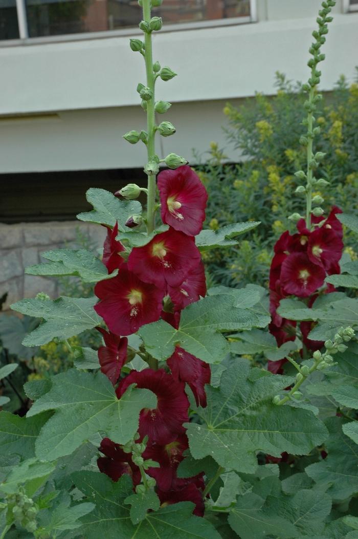 Alcea Ficifolia Las Vegas - View 4 from www redcrocus com