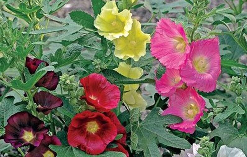Alcea Ficifolia Las Vegas - View 5 from www redcrocus com