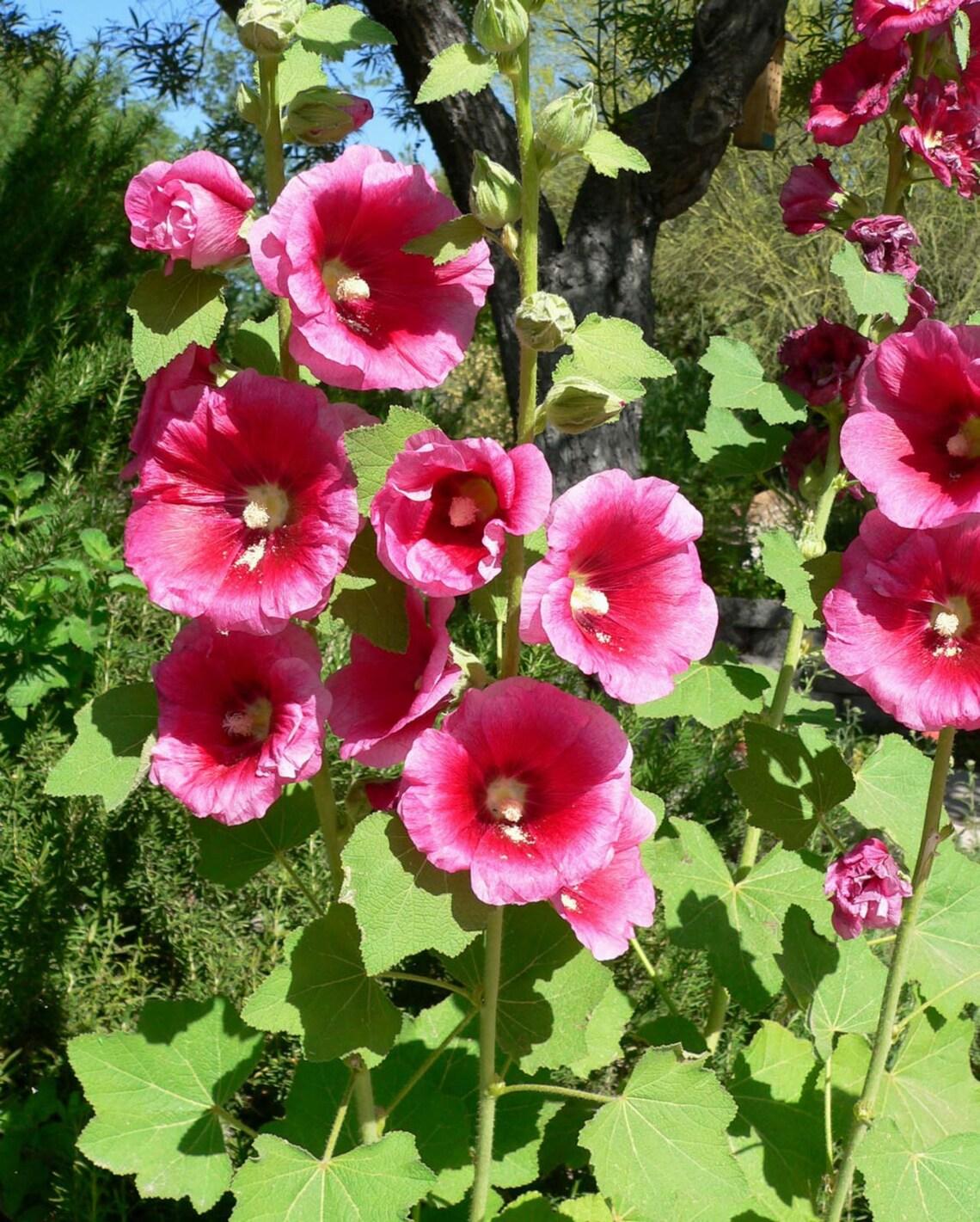 Alcea Ficifolia Las Vegas - View 6 from www redcrocus com