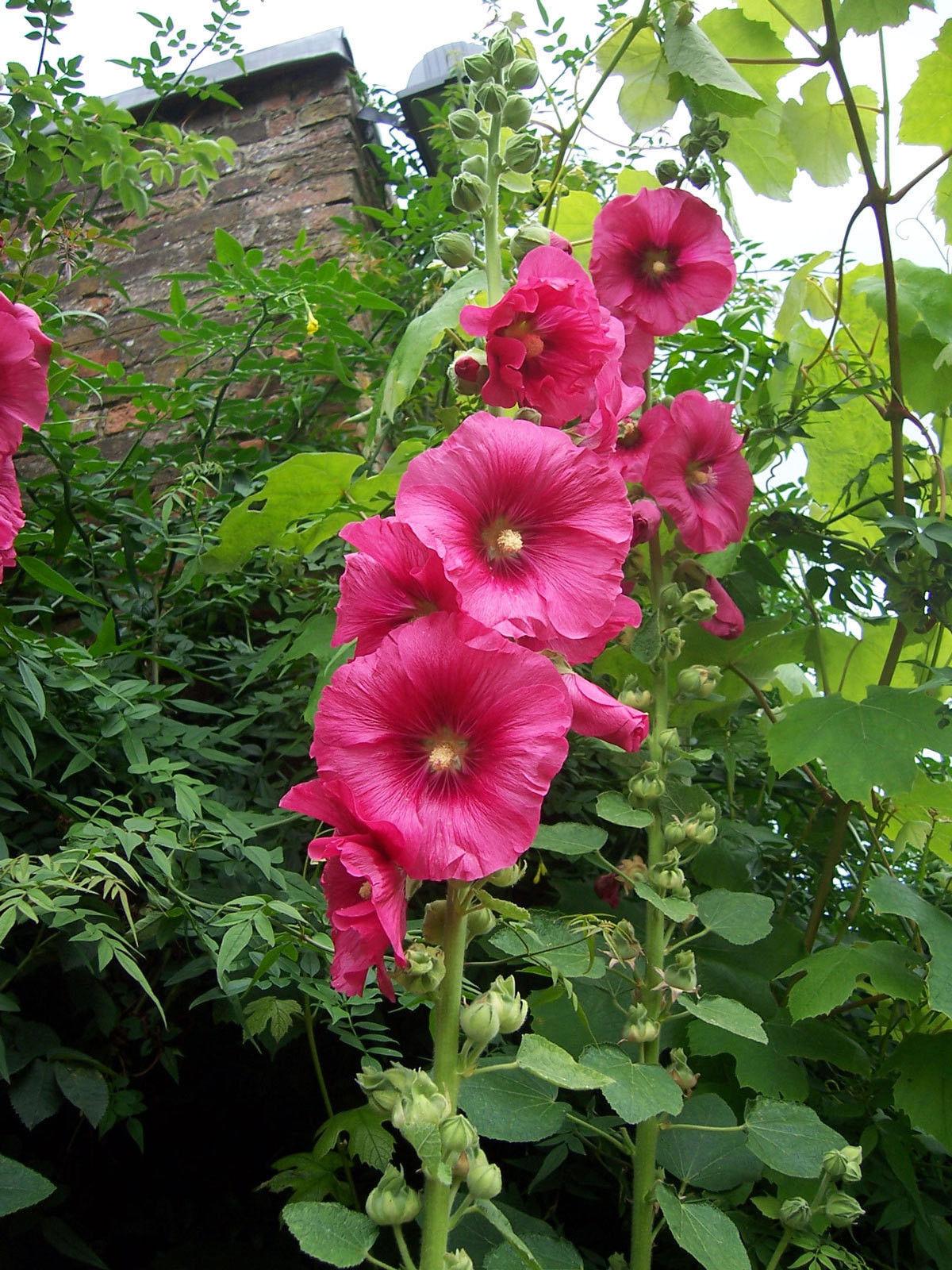 Alcea Ficifolia Las Vegas - View 7 from www redcrocus com