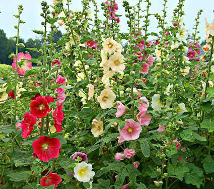 Alcea Ficifolia Las Vegas - View 8 from www redcrocus com
