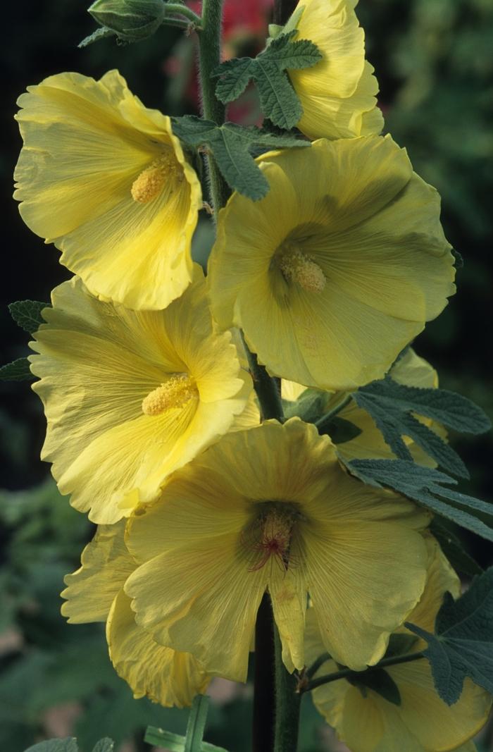 Alcea Ficifolia Las Vegas - View 9 from www redcrocus com