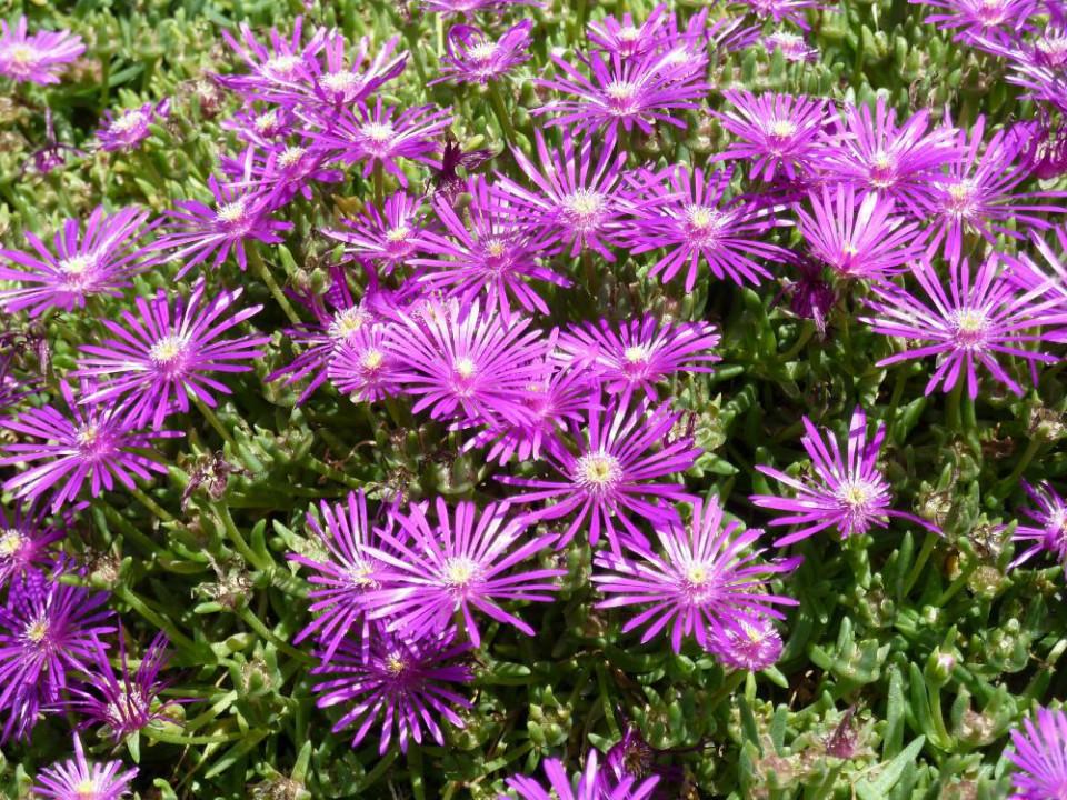 Delosperma Cooperi - View 14 from www redcrocus com
