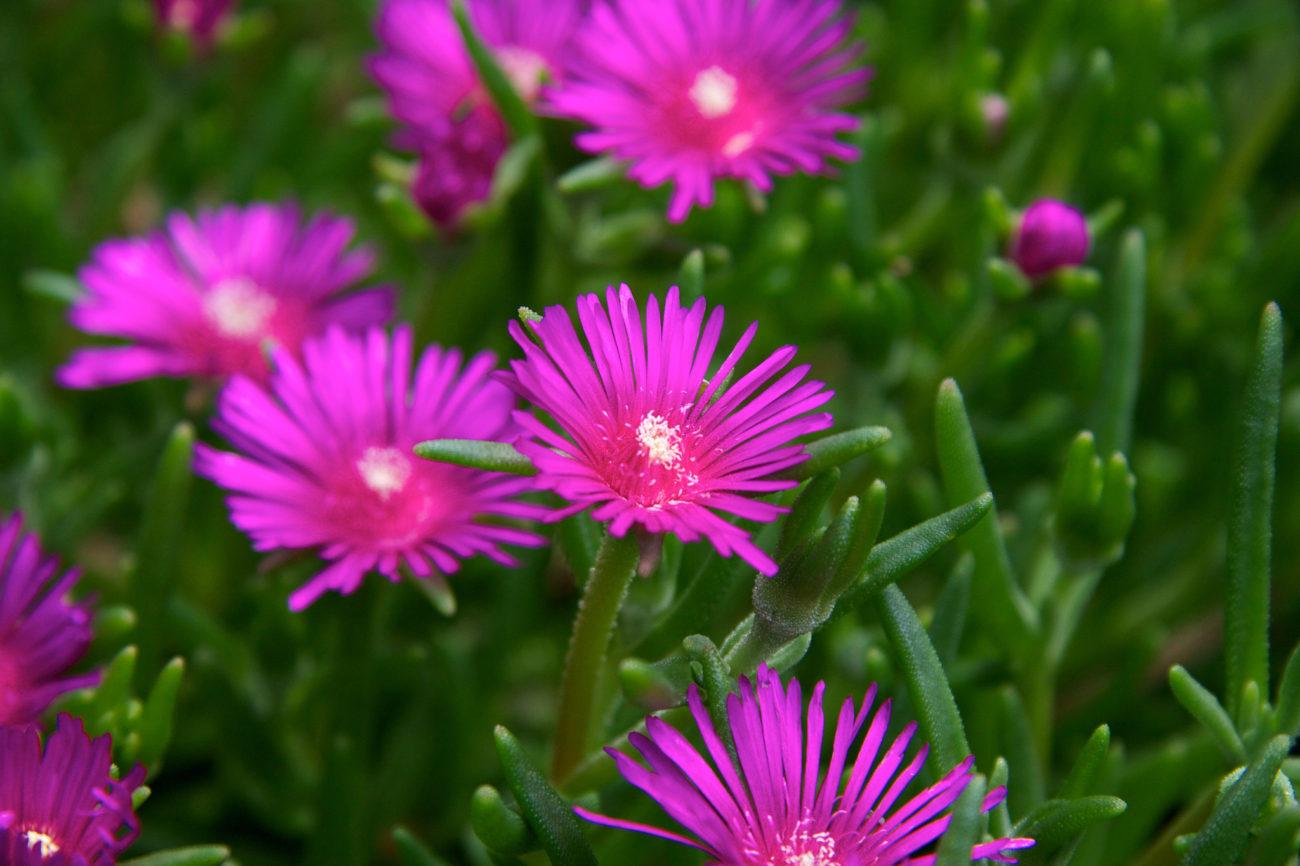 Delosperma Cooperi - View 15 from www redcrocus com
