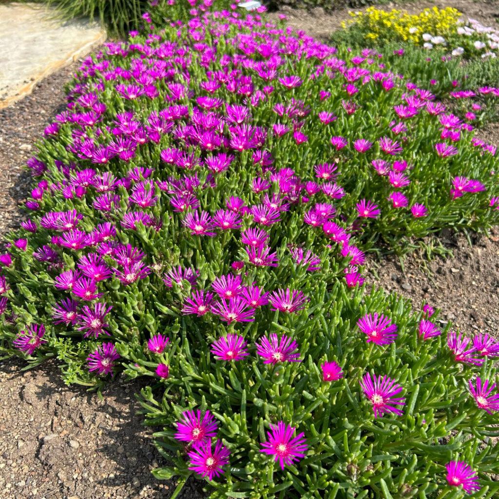 Delosperma Cooperi - View 1 from www redcrocus com