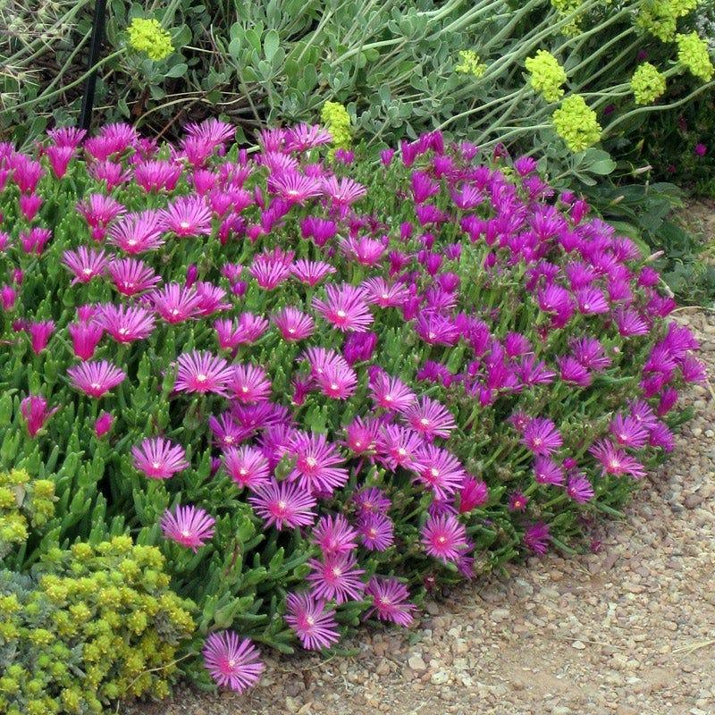 Delosperma Cooperi - View 2 from www redcrocus com