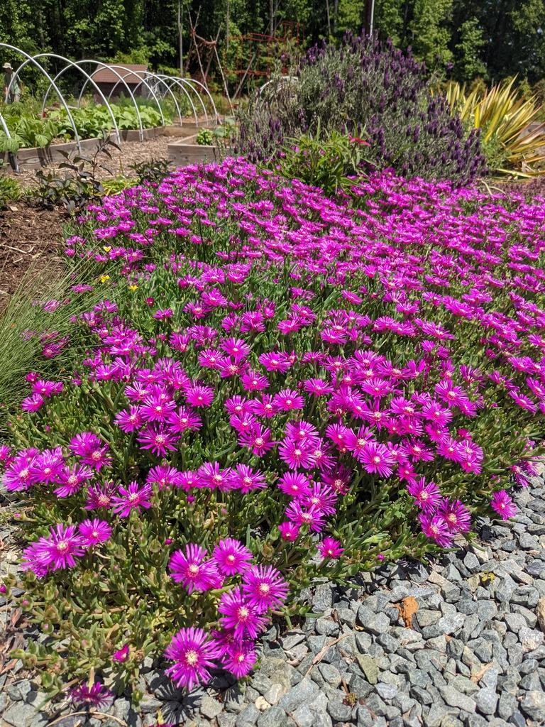 Delosperma Cooperi - View 3 from www redcrocus com
