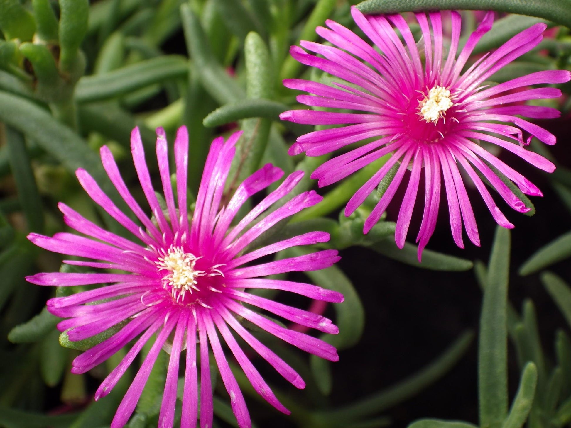 Delosperma Cooperi - View 6 from www redcrocus com